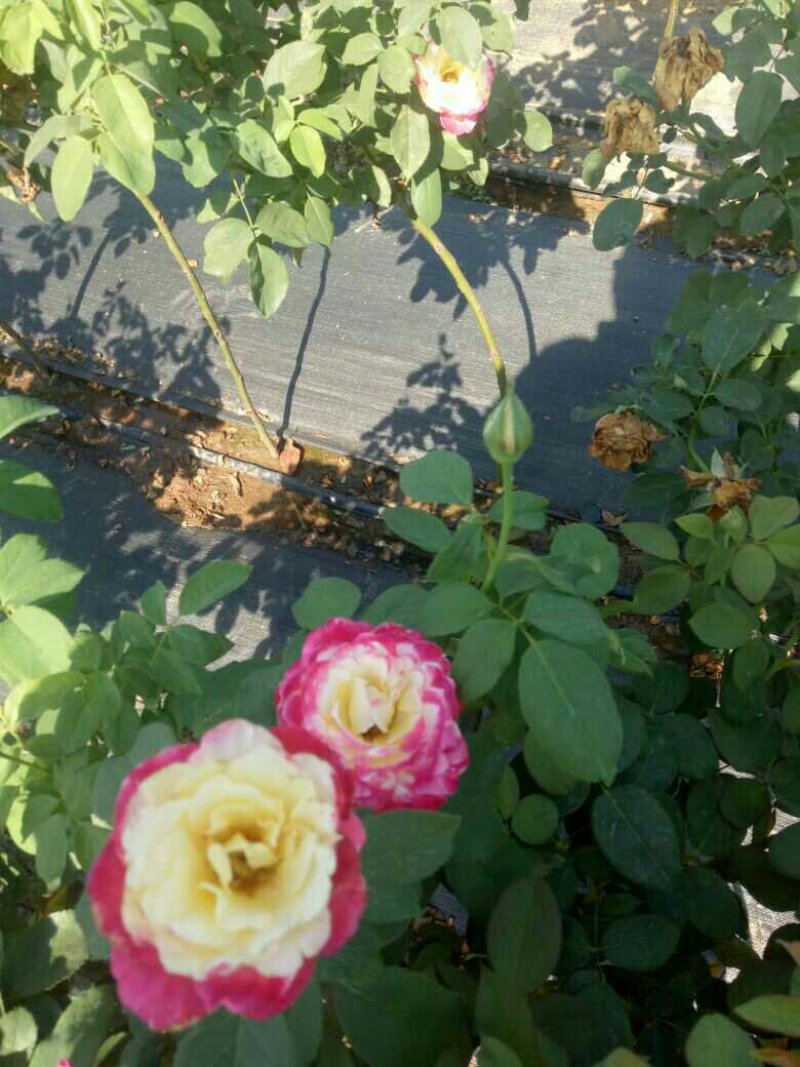 南阳月季/小青杆棒棒糖月季/大花月季花色多品种齐全