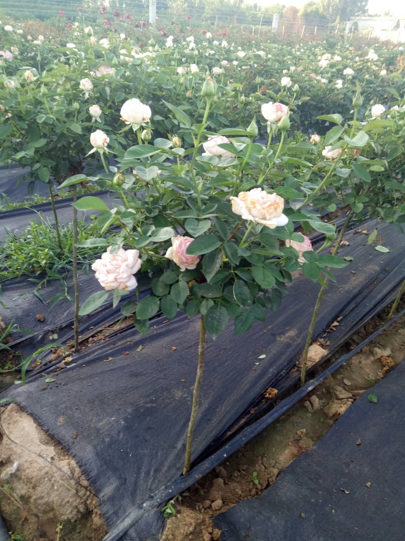 南阳月季/小青杆棒棒糖月季/大花月季花色多品种齐全