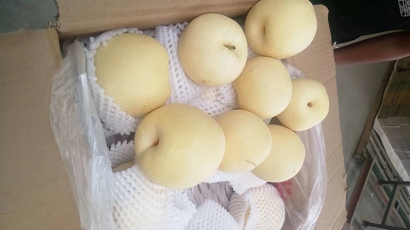 【火爆】河北黄冠梨，套袋皇冠梨口感脆甜，自然成熟欢迎咨询