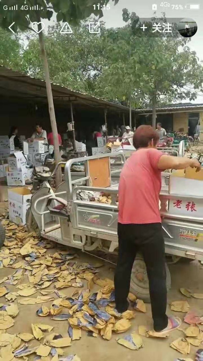 【火爆】河北黄冠梨，套袋皇冠梨口感脆甜，自然成熟欢迎咨询