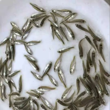 鱼塘直供，各类规格鱼苗及成品鱼，价格实惠，送货上门。