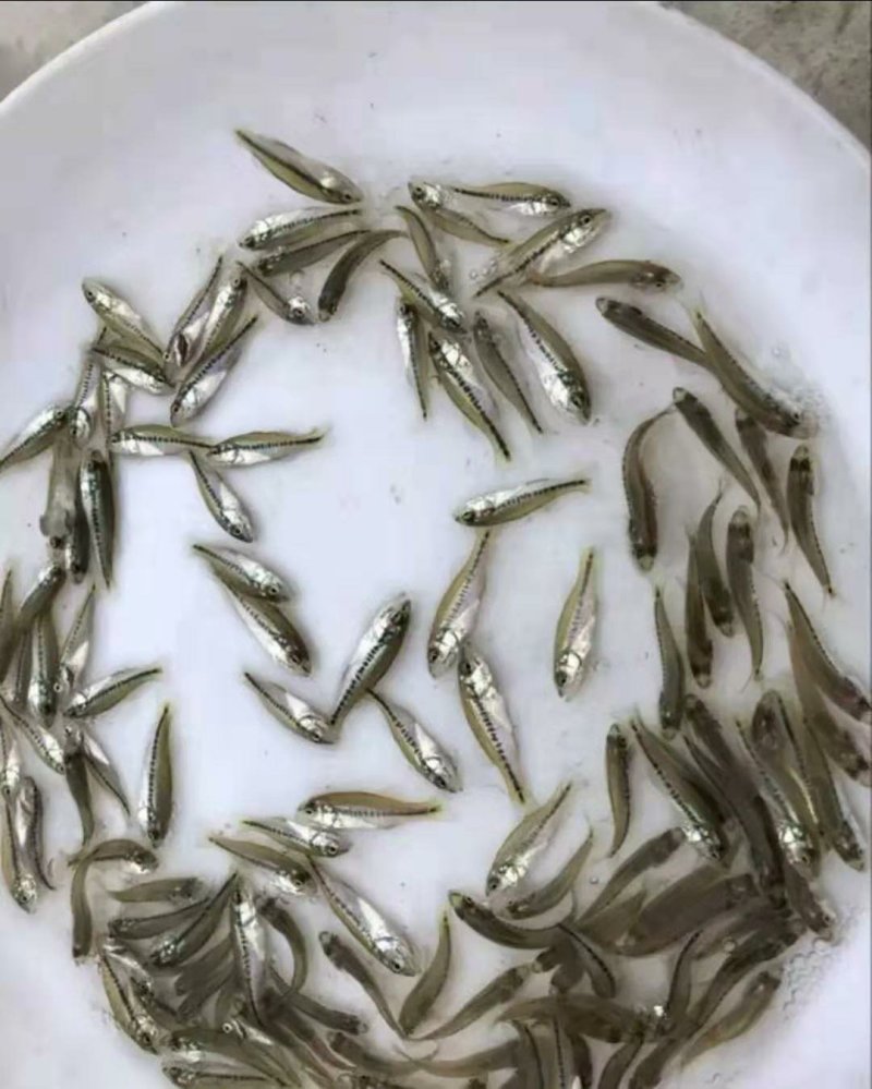 鱼塘直供，各类规格鱼苗及成品鱼，价格实惠，送货上门。