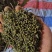 江西中花吴茱萸苗大量出售（包技术指导，回收）