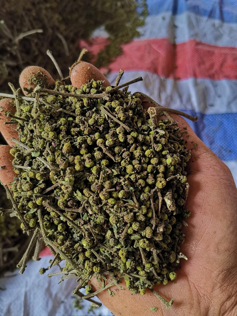 江西中花吴茱萸苗大量出售（包技术指导，回收）