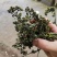 江西中花吴茱萸苗大量出售（包技术指导，回收）