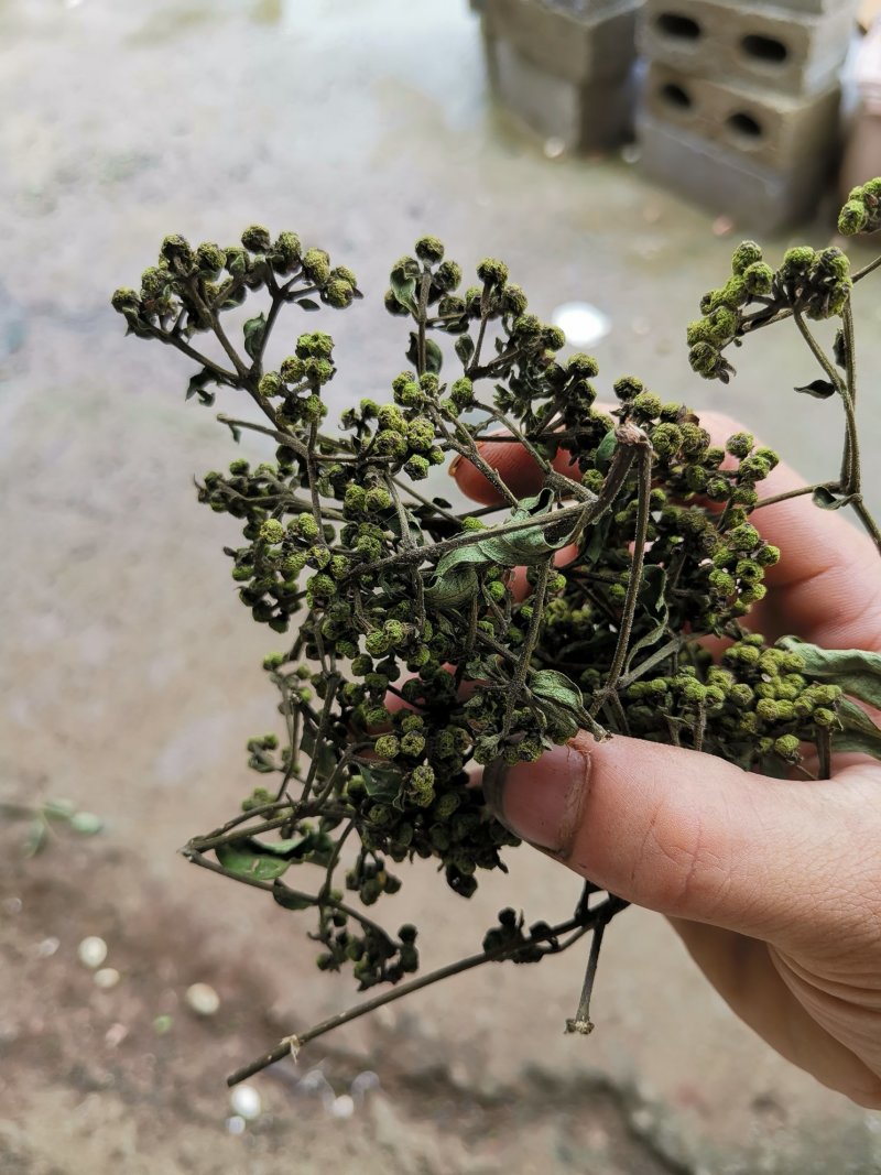 江西中花吴茱萸苗大量出售（包技术指导，回收）