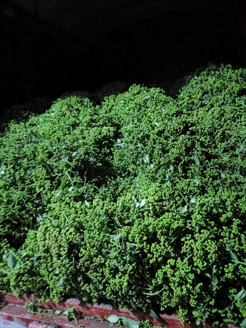 江西中花吴茱萸苗大量出售（包技术指导，回收）