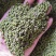 江西中花吴茱萸苗大量出售（包技术指导，回收）