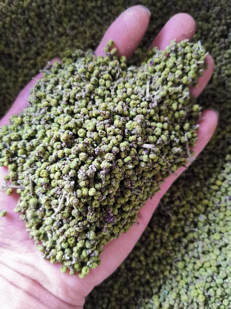 江西中花吴茱萸苗大量出售（包技术指导，回收）