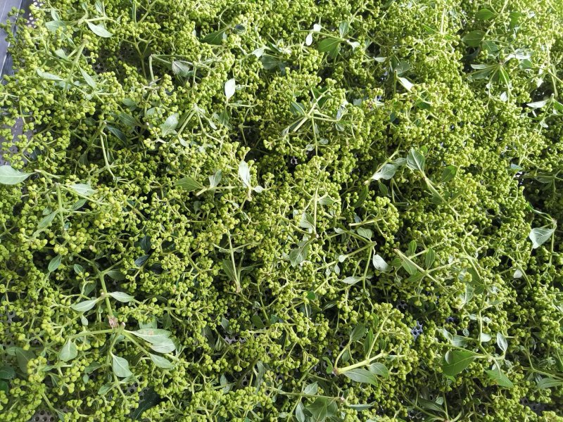 江西中花吴茱萸苗大量出售（包技术指导，回收）