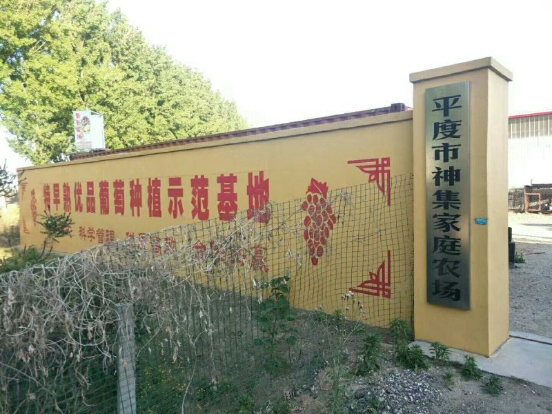 红丹脆大枣