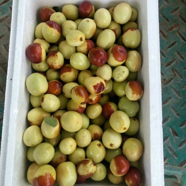 红丹脆大枣