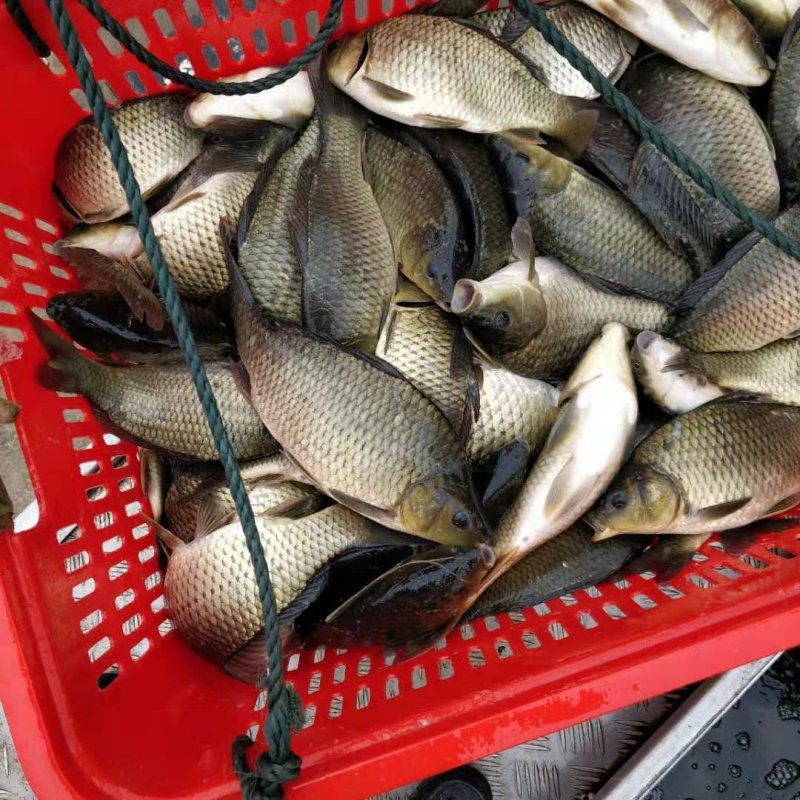 鲤鱼苗品质保证诚信经营欢迎联系自家鱼场死苗包赔