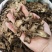 木香中药材木香大货批发