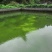 有好货：易门30亩鱼塘低价转让、转租，水源无污染