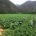 有好货：易门300亩水产养殖用地出租，水源保证无污染