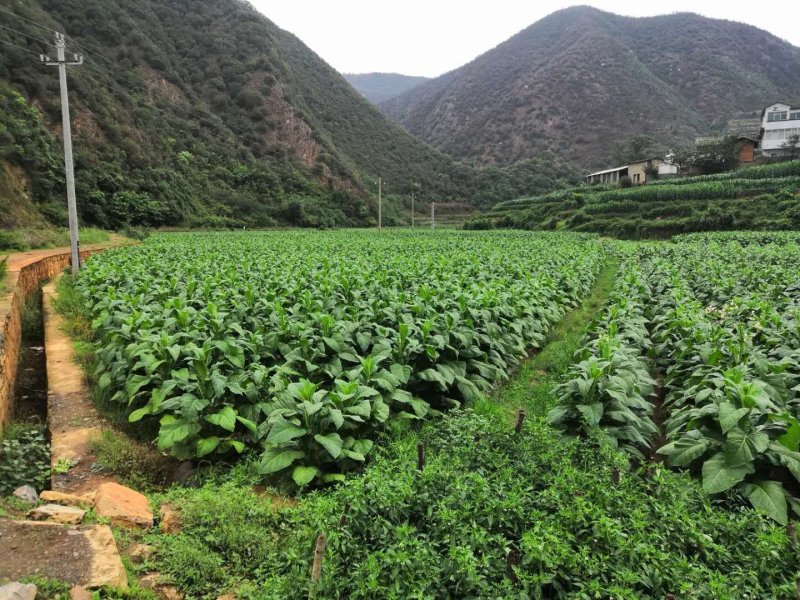 有好货：易门300亩水产养殖用地出租，水源保证无污染