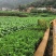 有好货：易门300亩水产养殖用地出租，水源保证无污染
