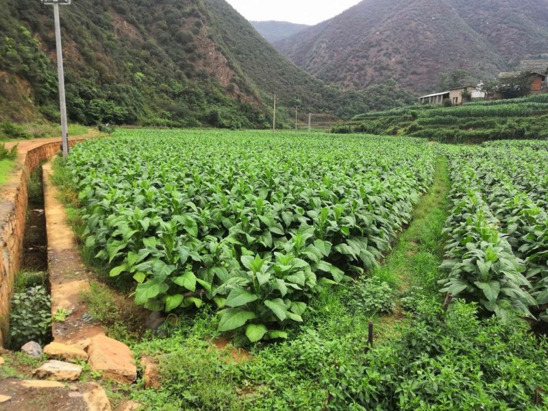 有好货：易门300亩水产养殖用地出租，水源保证无污染