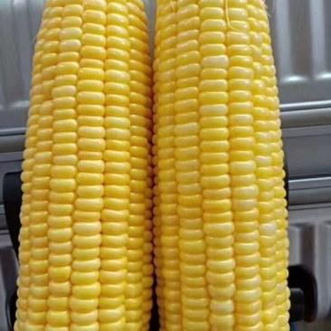 .鲜玉米棒秦龙14，太阳花水果玉米质量棒棒哒！优质精品