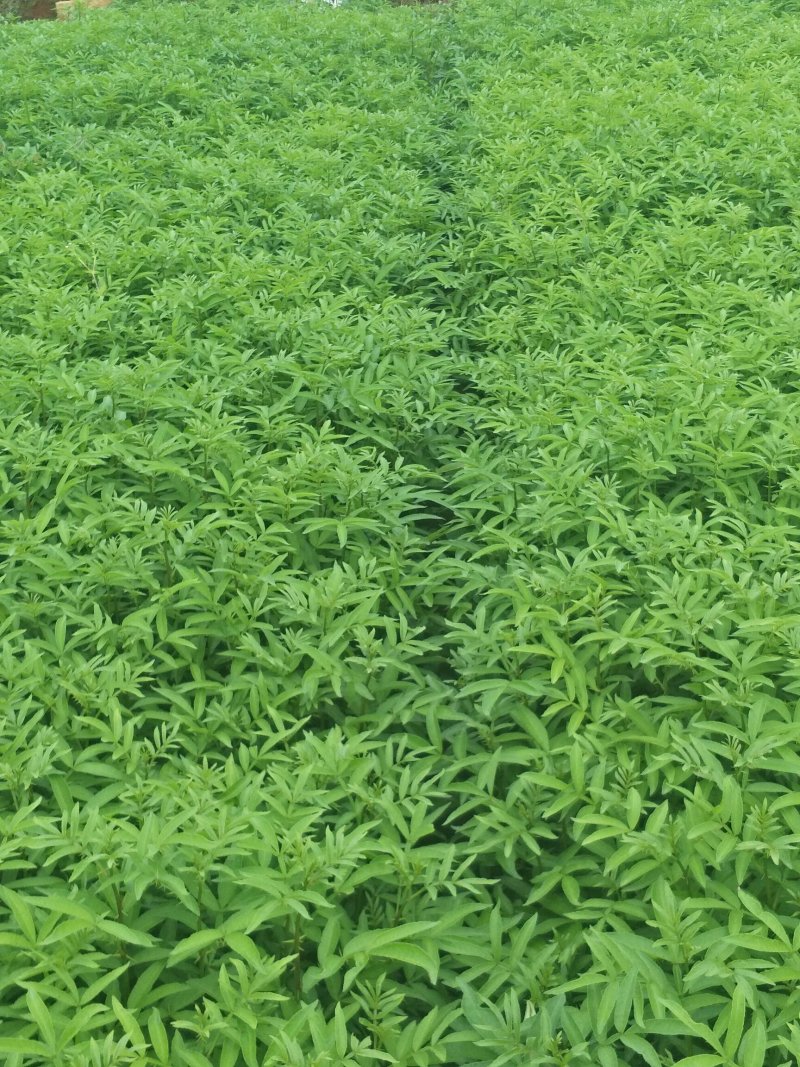 九叶青花椒苗青花椒苗。品种保证质量保证技术指导证照提供