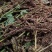 大量出售马蹄大黄种子种苗种芽商品大黄大量优惠