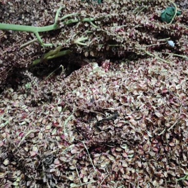 大量出售马蹄大黄种子种苗种芽商品大黄大量优惠