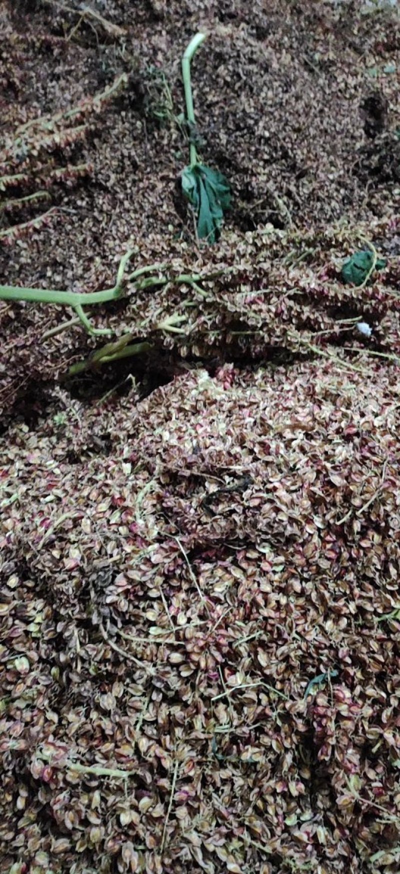 大量出售马蹄大黄种子种苗种芽商品大黄大量优惠