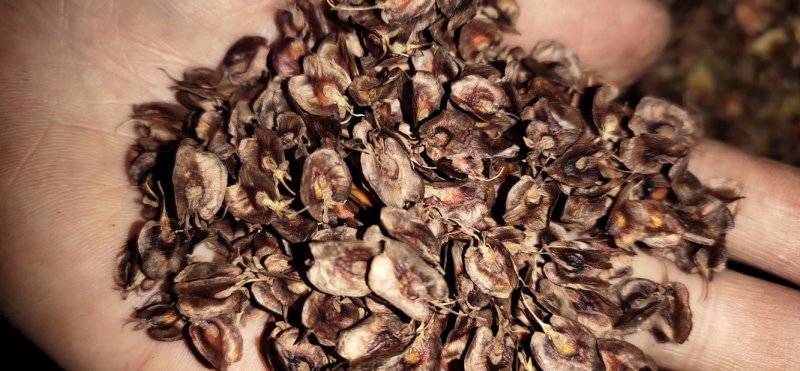 大量出售马蹄大黄种子种苗种芽商品大黄大量优惠