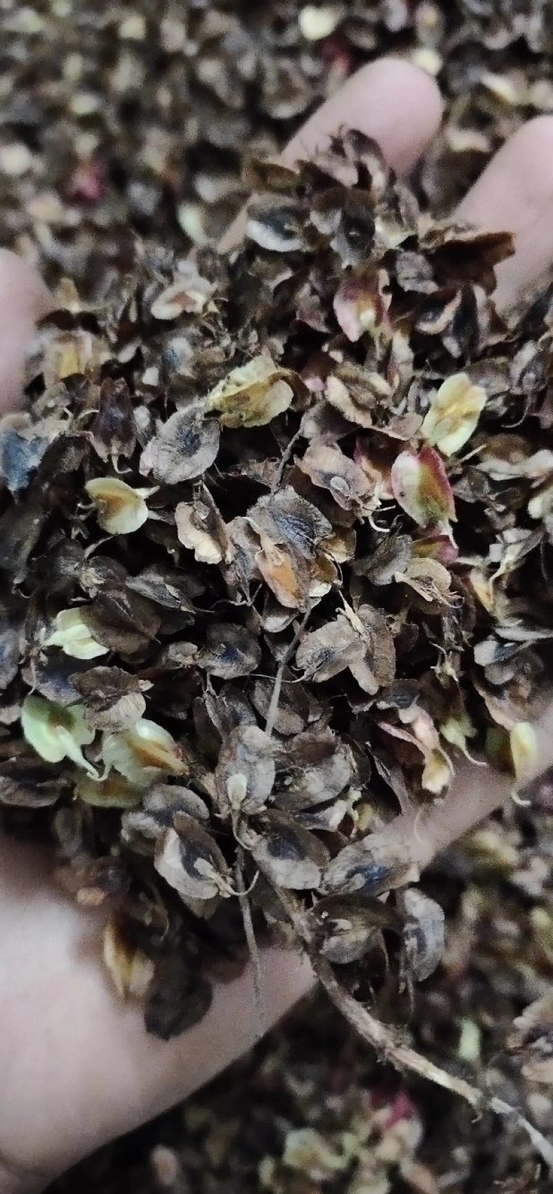 大量出售马蹄大黄种子种苗种芽商品大黄大量优惠
