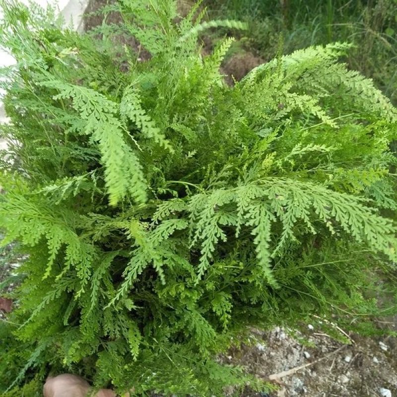 贵州苔藓
