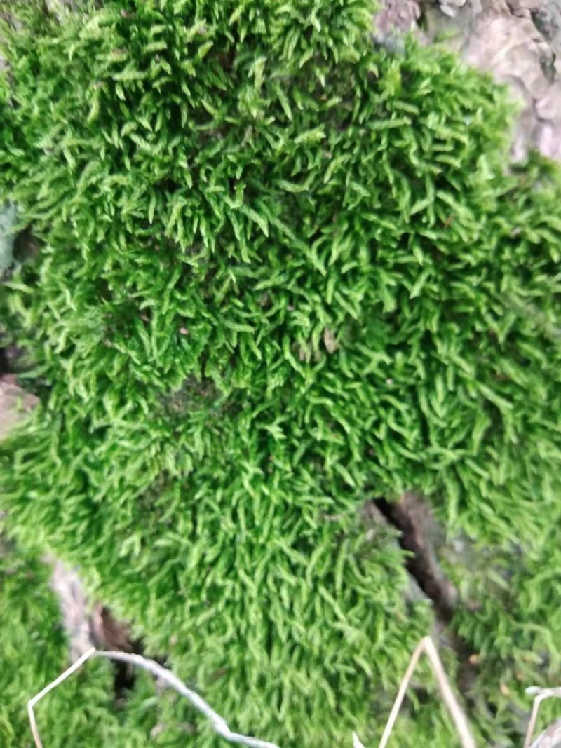 贵州苔藓