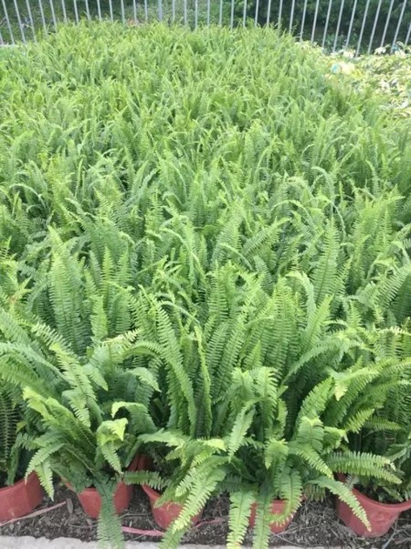 贵州苔藓