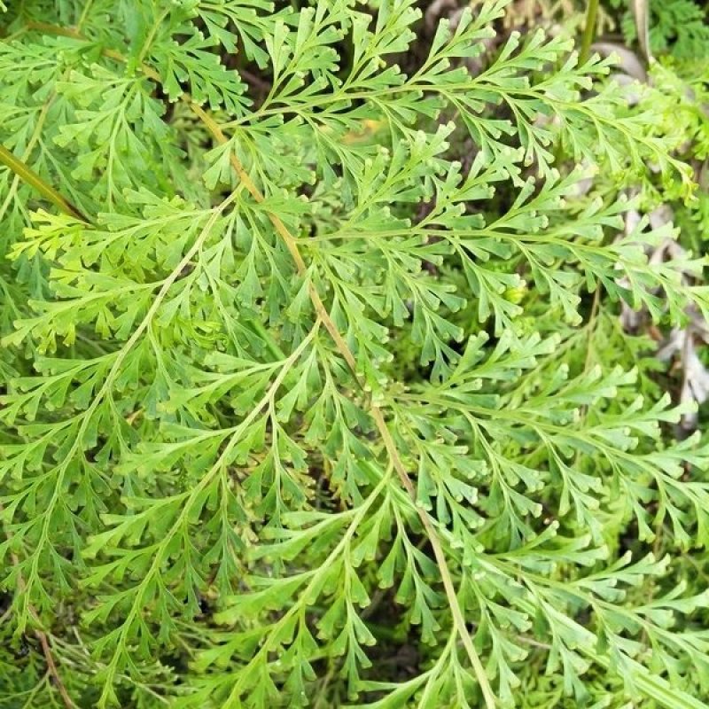 贵州苔藓