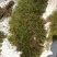 贵州苔藓