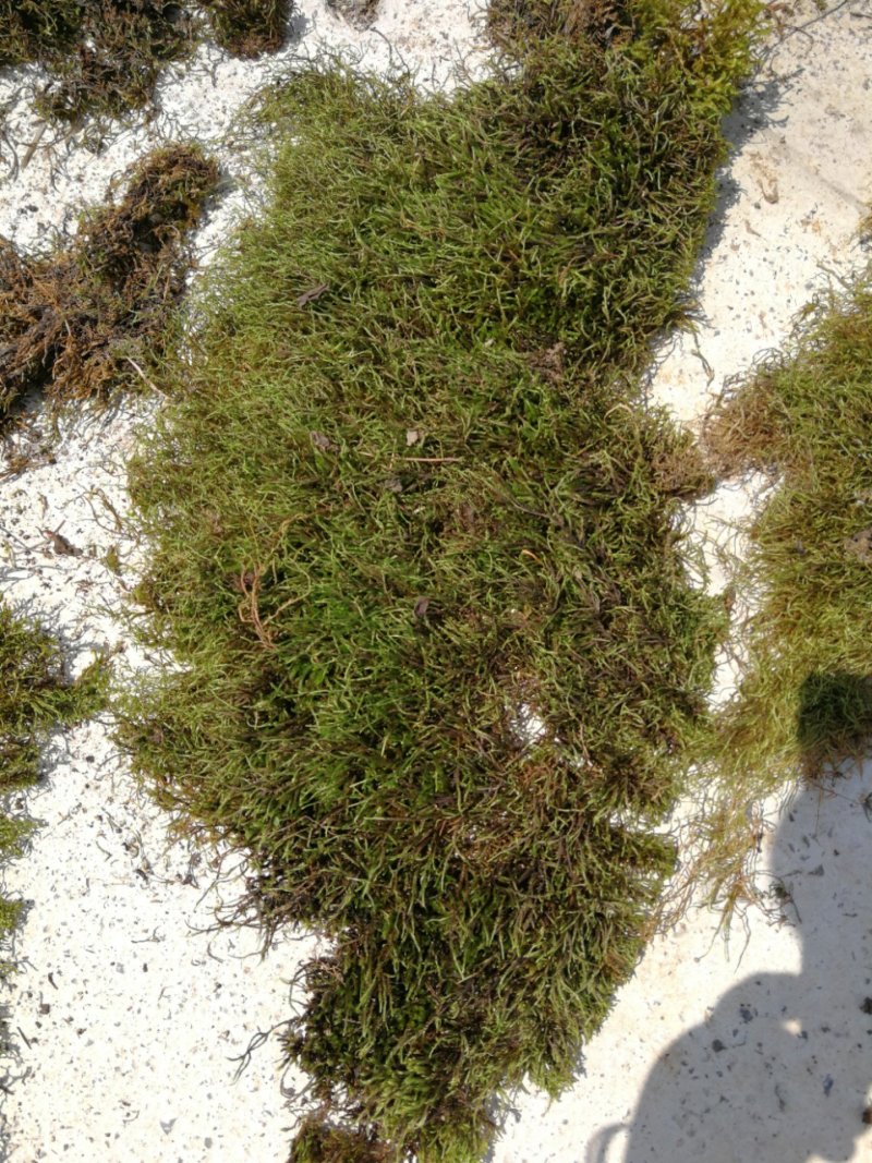 贵州苔藓