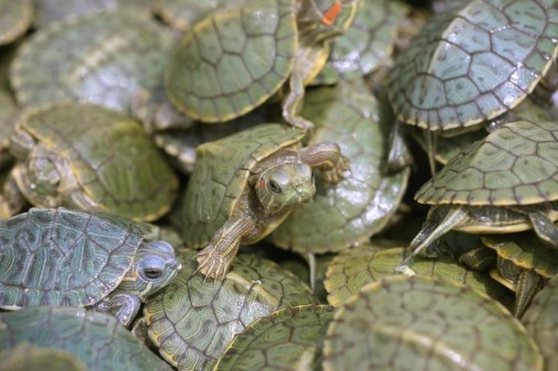 聚便宜小乌龟巴西龟活物宠物长寿龟公母好养冷水金线草龟招财