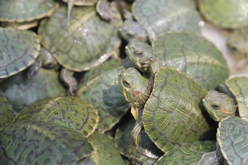聚便宜小乌龟巴西龟活物宠物长寿龟公母好养冷水金线草龟招财