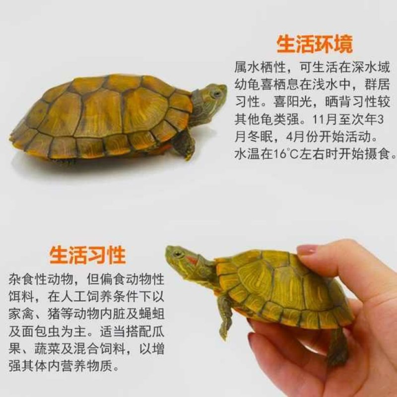 巴西龟苗批发1.78活体乌龟通货批发包邮包活基地直发