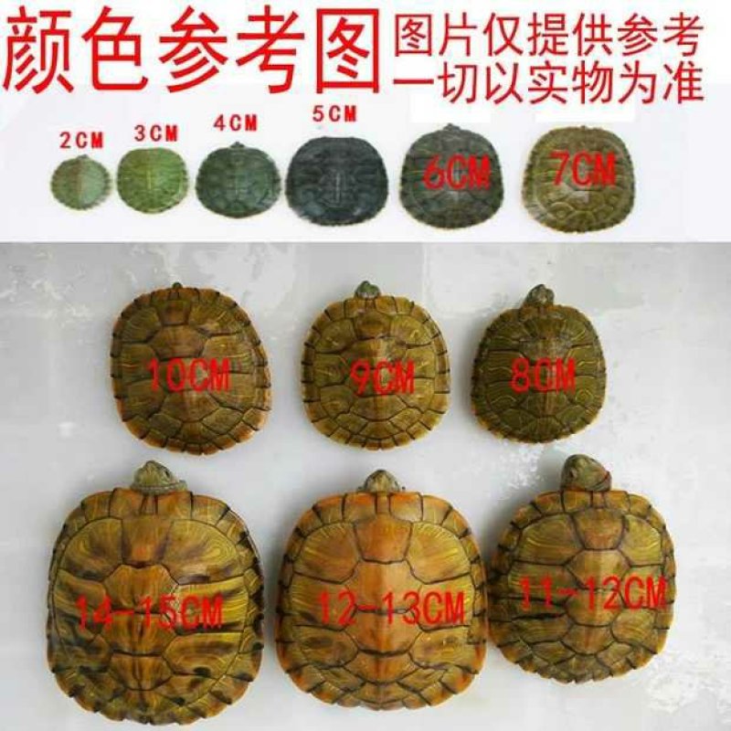 巴西龟苗批发1.78活体乌龟通货批发包邮包活基地直发