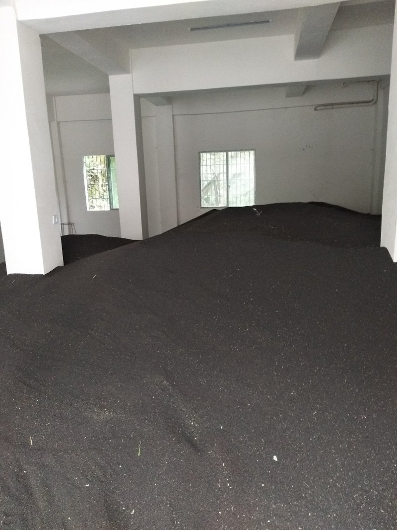 油菜籽2026年四川绵阳本地油菜高含油高介酸欢迎联系
