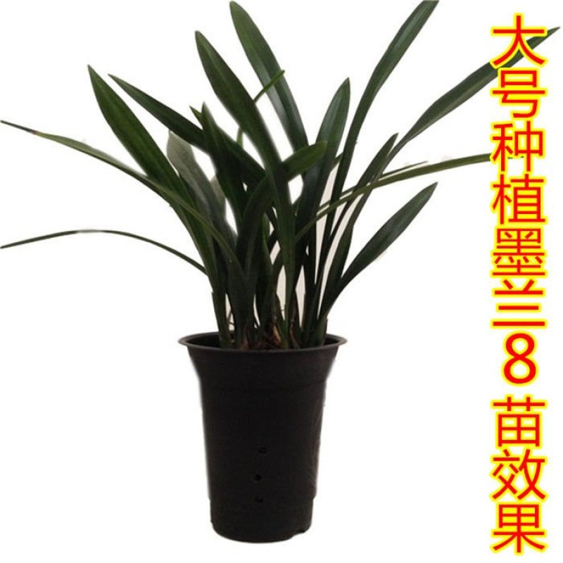 【一件2-10装】兰花专用盆送托盘磨砂面加厚型塑料花盆