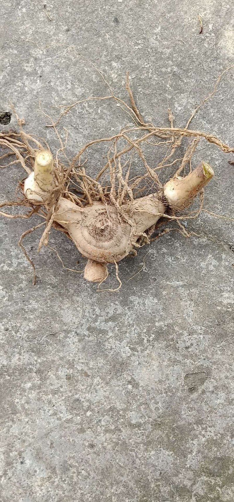 人工种植紫花三叉大白芨可去根