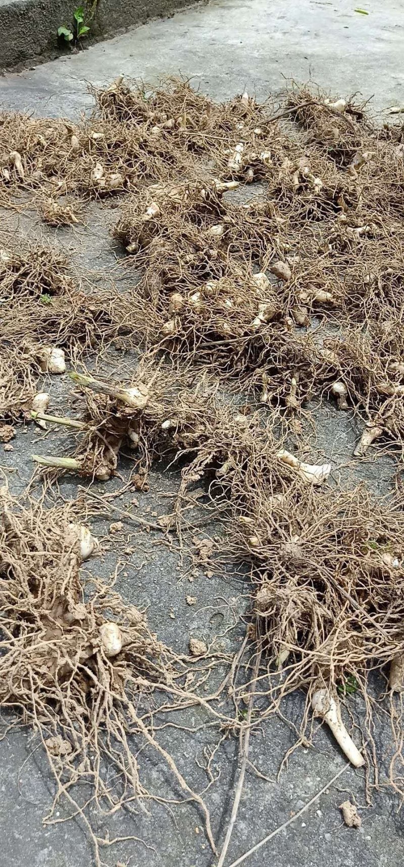 人工种植紫花三叉大白芨可去根