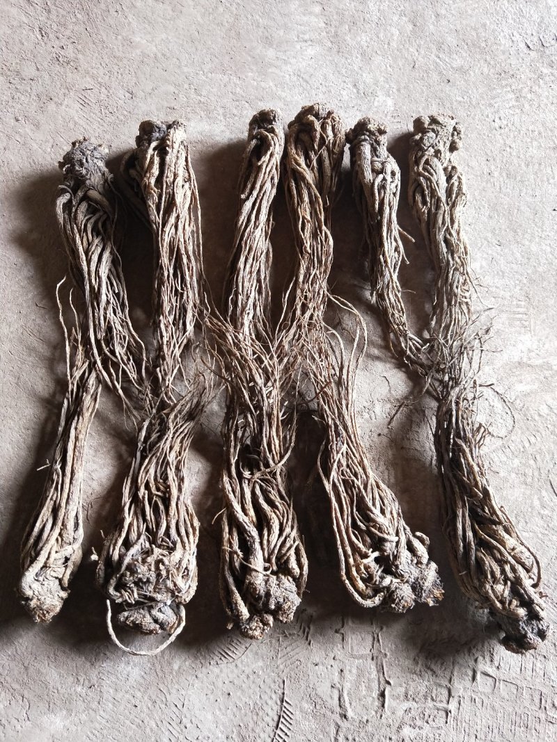 当归甘肃产地批发零售，货源充足