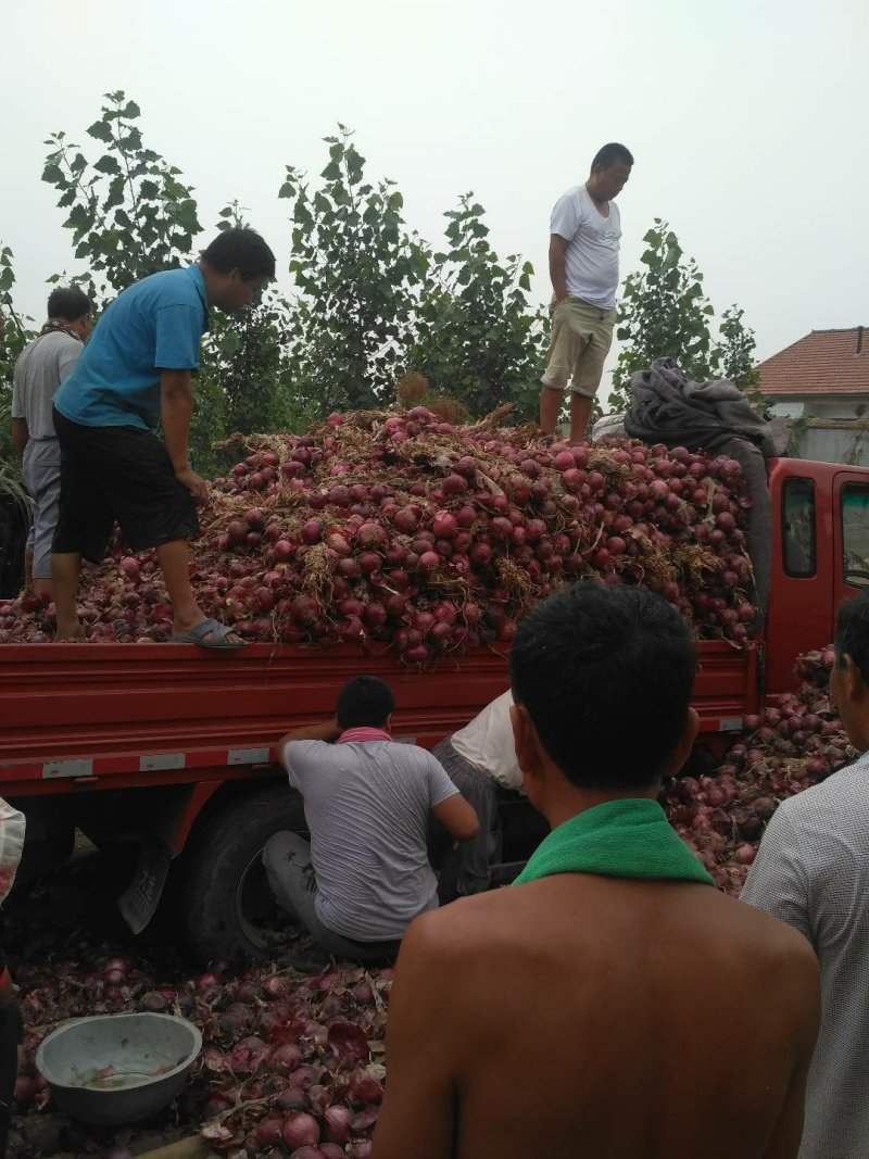 潍坊辫子洋葱潍坊主产地代收辫子洋葱紫皮红皮都有