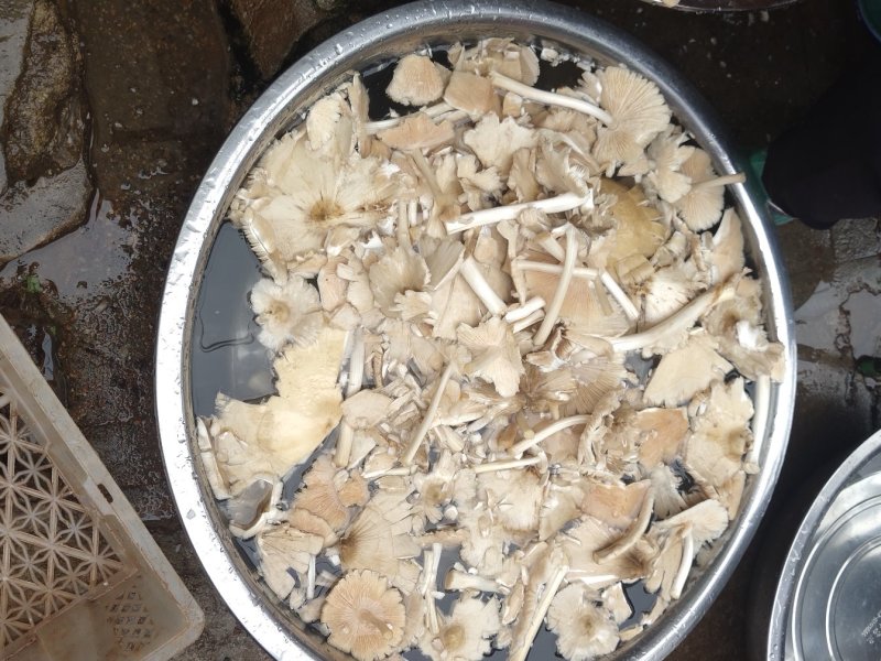 鸡枞油！油鸡枞！