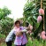 广西百色芒果