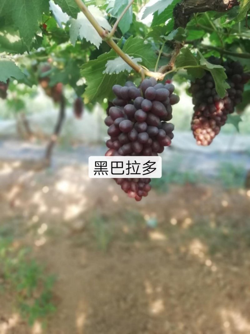 夏黑葡萄上市中