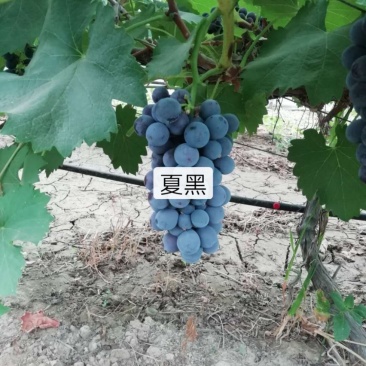 夏黑葡萄上市中